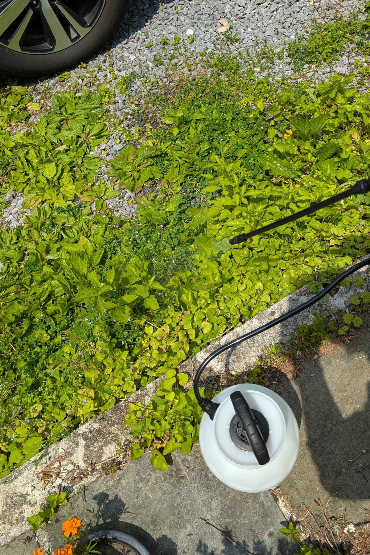 Spraying horticultural vinegar
