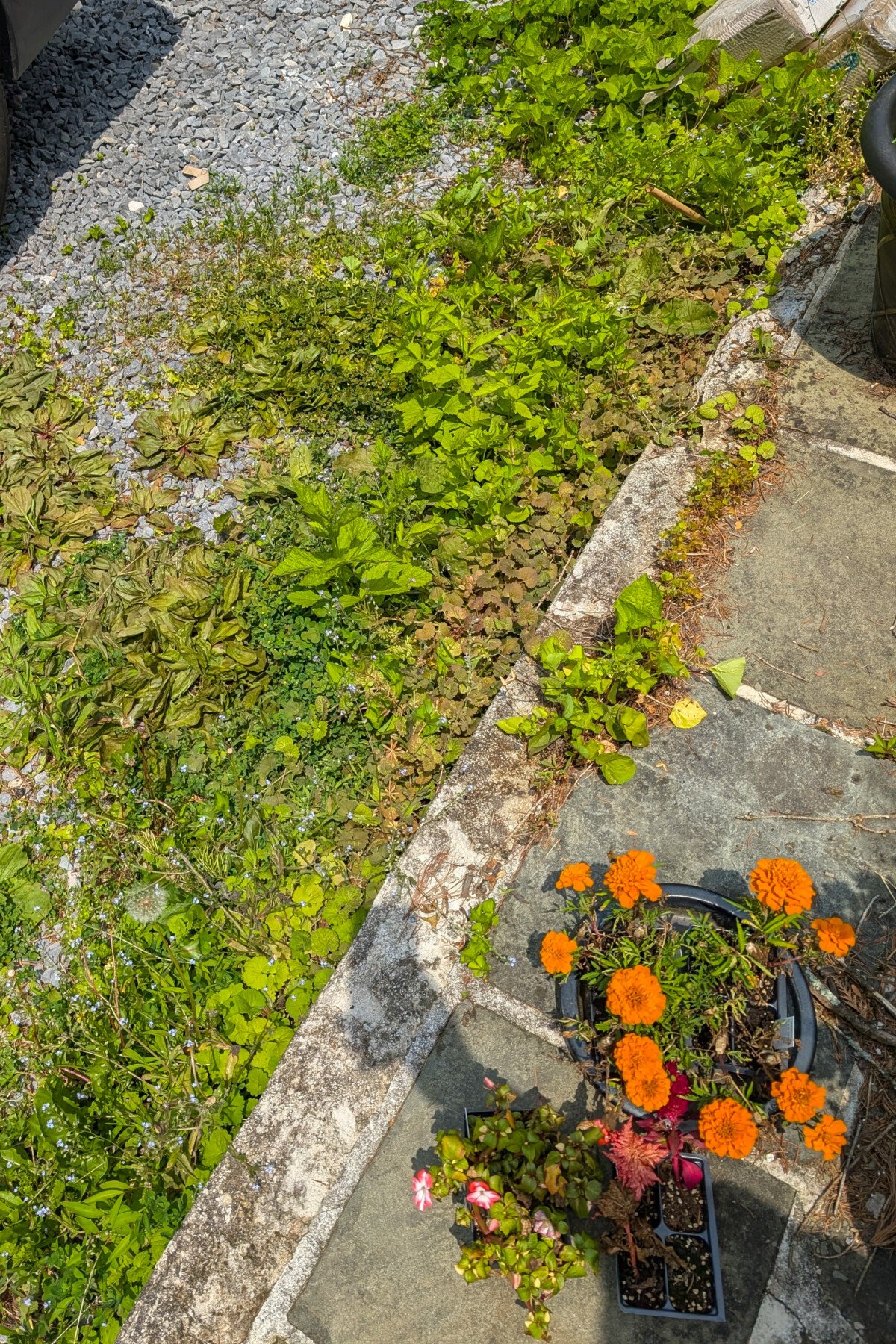 Weeds that have been sprayed with horticultural vinegar.