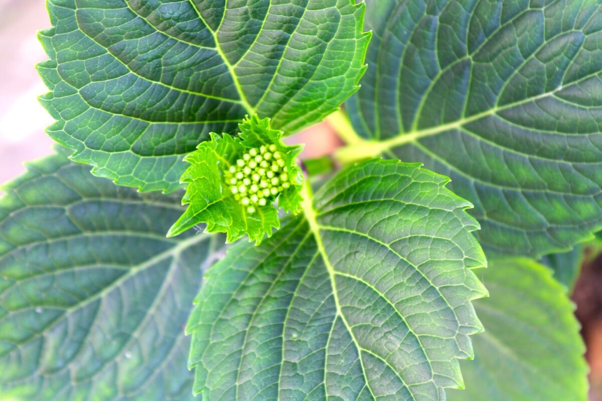 New hydrangea bud