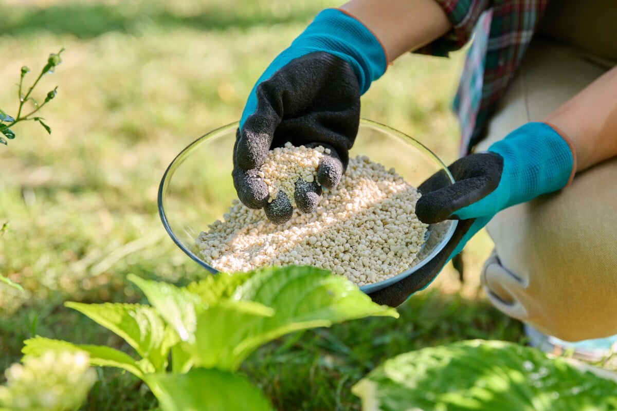 woman's hands sprinkling fertilizer on a hydrangea