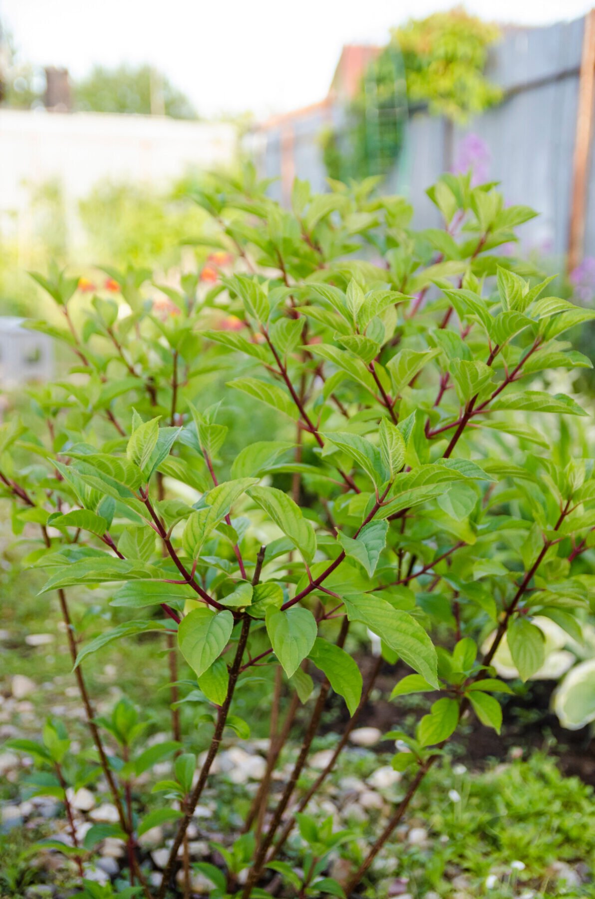 Newly planted hydrangea shrub