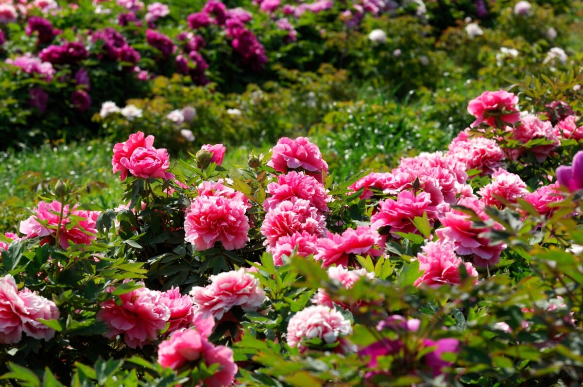 Peony shrubs