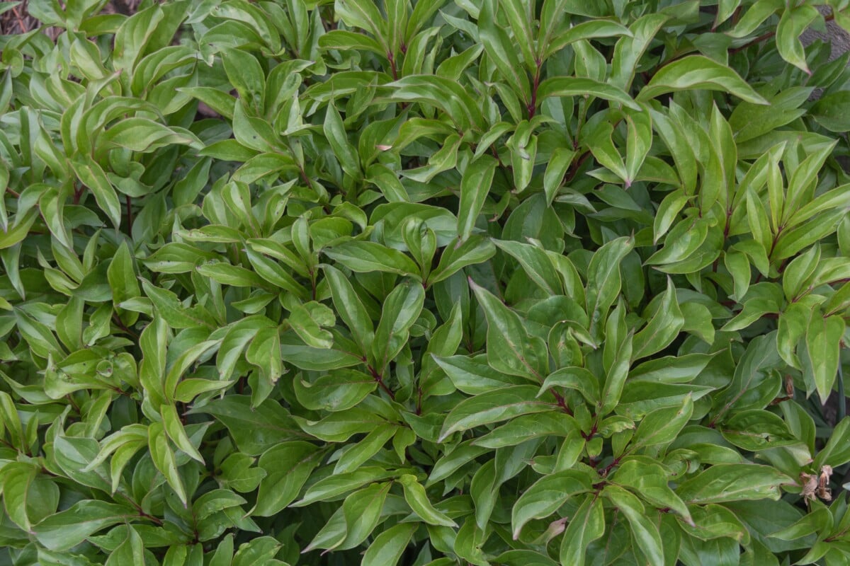 Peony bushes