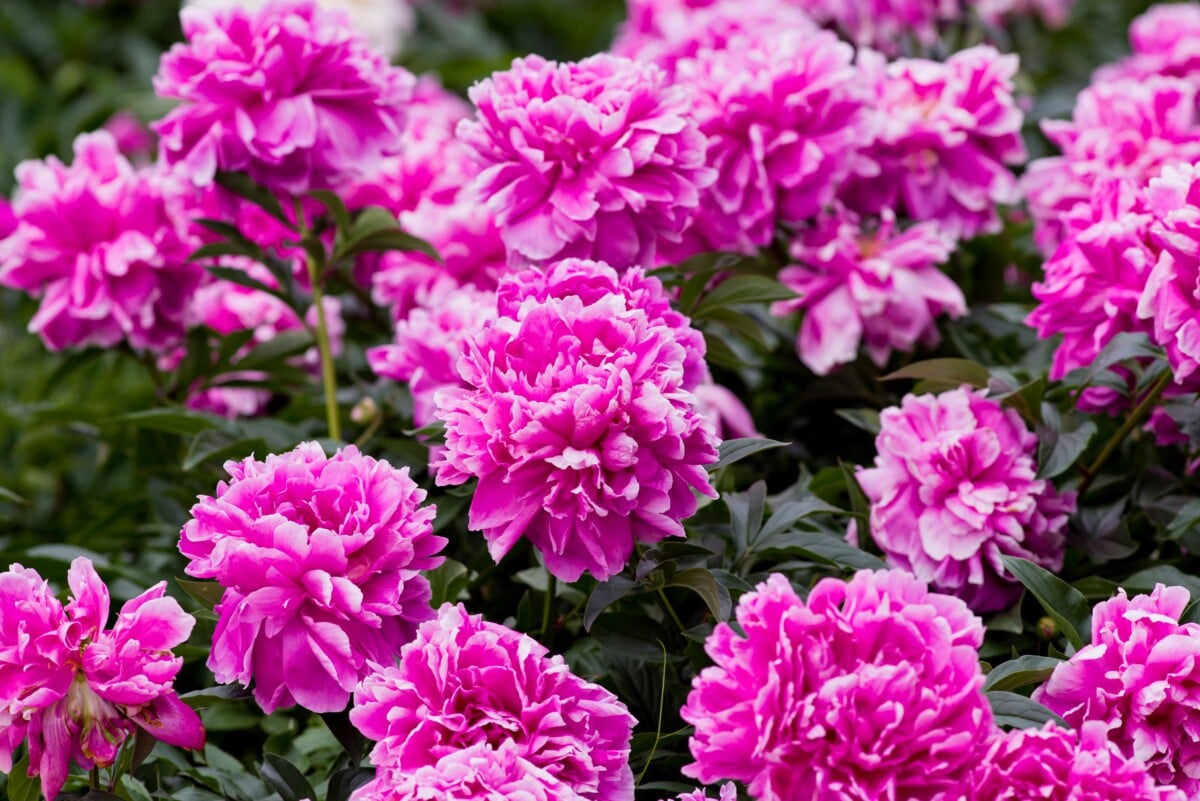 Pink peonies