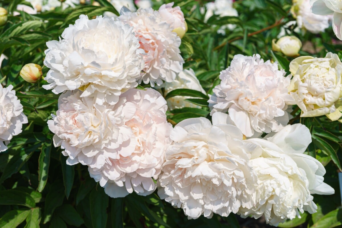 White peonies