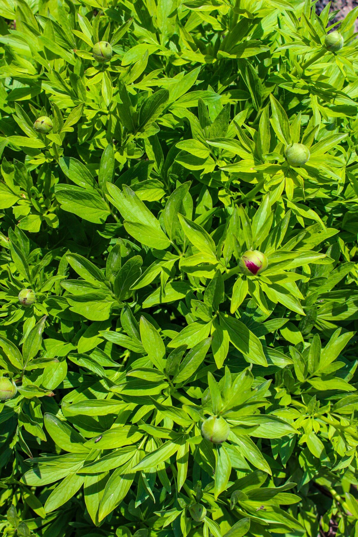 peony buds