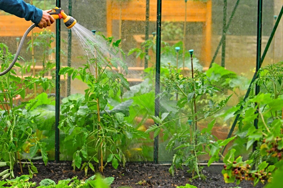 Woman's hand holding a hose and spraying tomato plants with water.