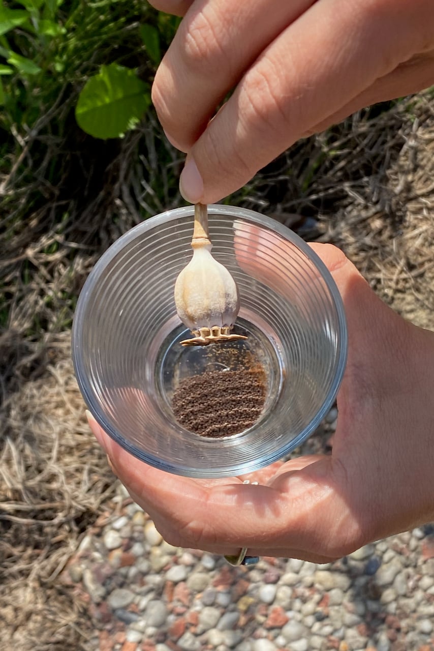 Woman's hand shaking poppy seeds from a poppy head