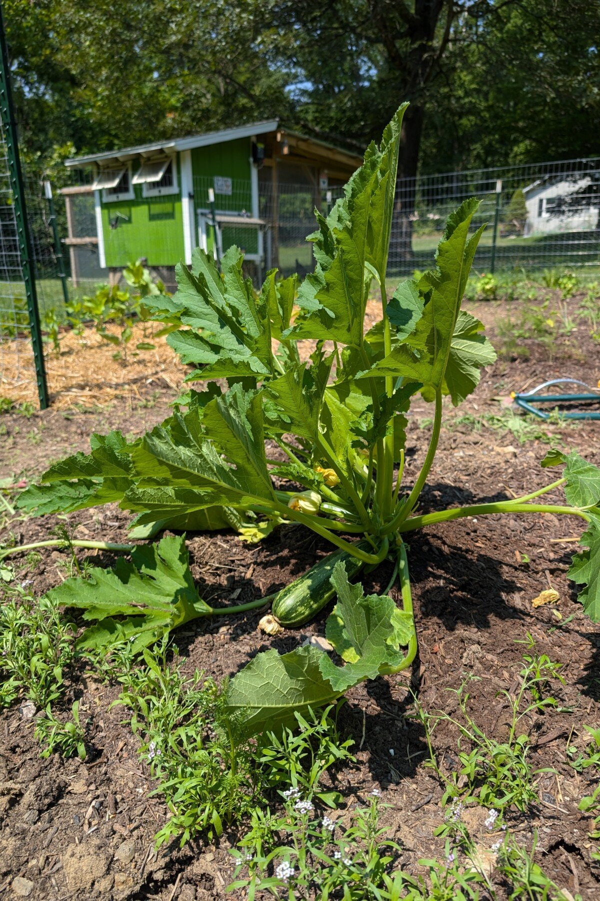 Zucchini plant