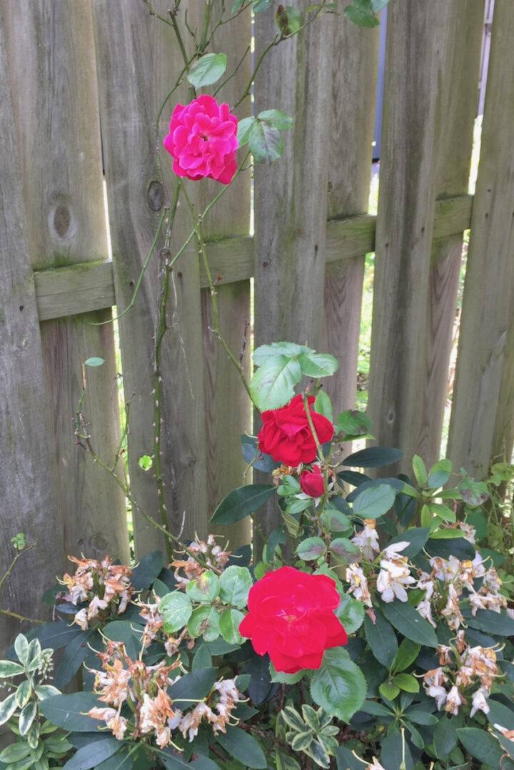 Pink Roses Not Fluffed The Top Reason For Poor Rose Blooms (& How To Fix It)