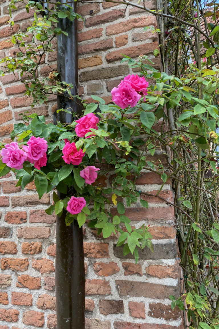 Too Poor Roses The Top Reason For Poor Rose Blooms (& How To Fix It)