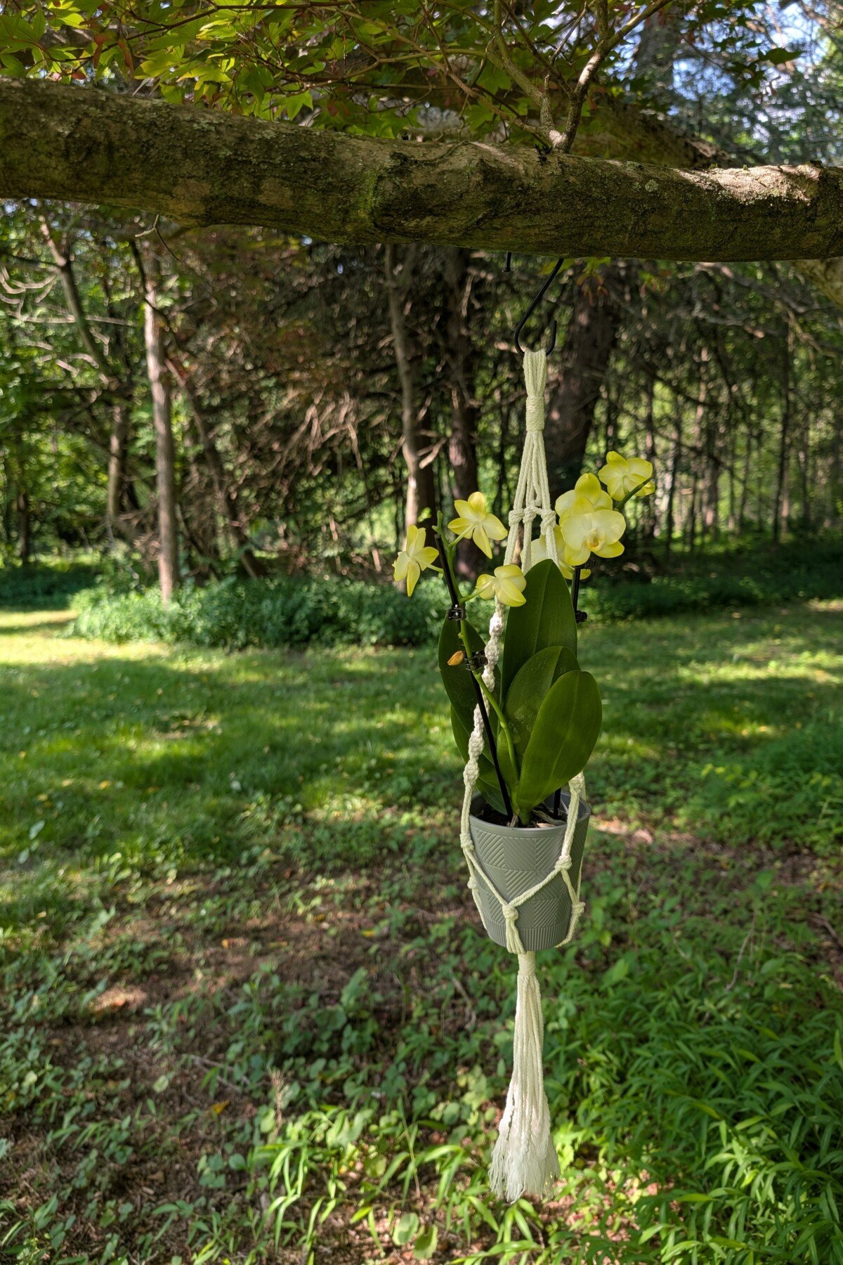Orchid hanging from tree branch outside