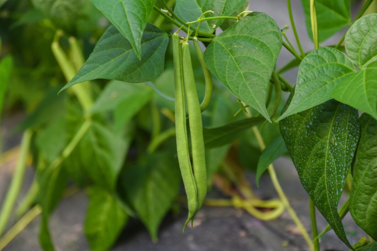 Beans growing garden