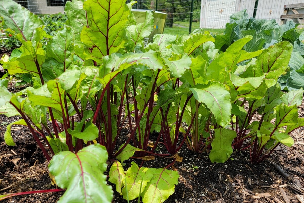 Beets growing in garden in August