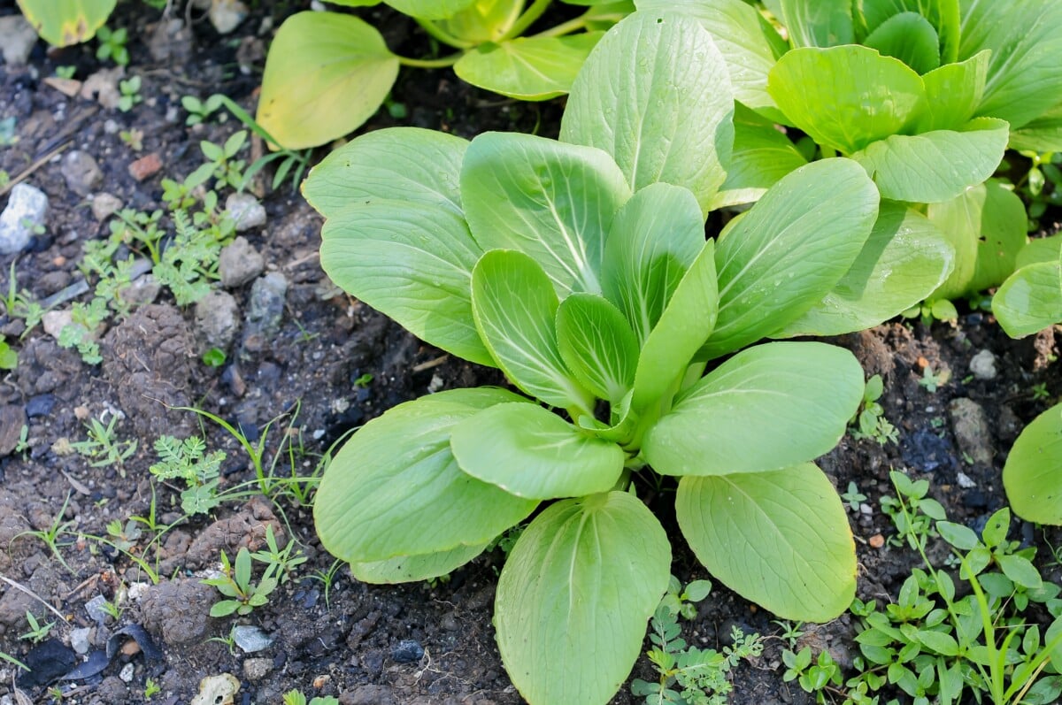 pak choi growing in garden
