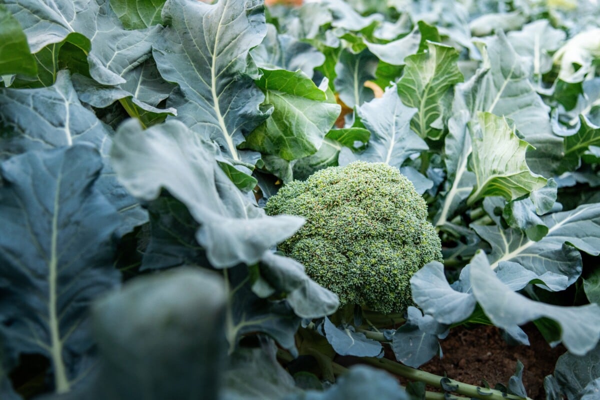 Broccoli in garden