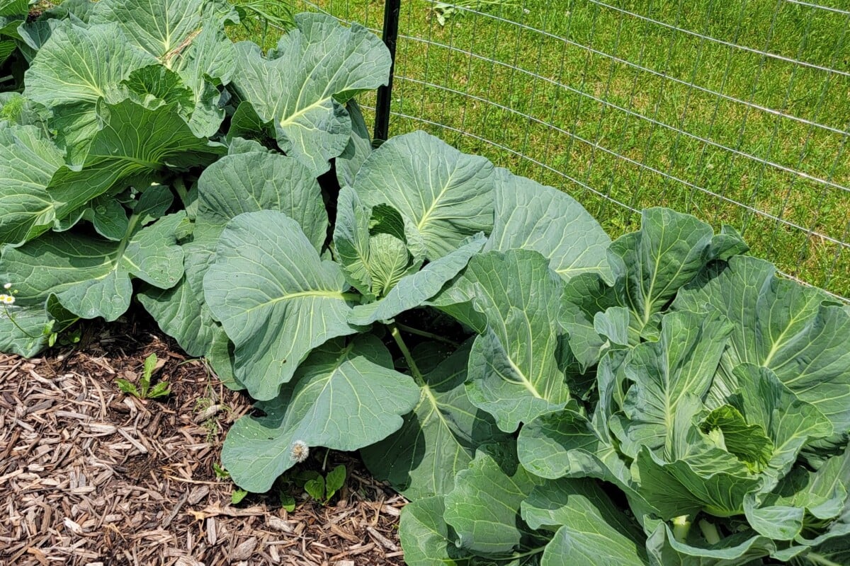 Cabbages growing in garden