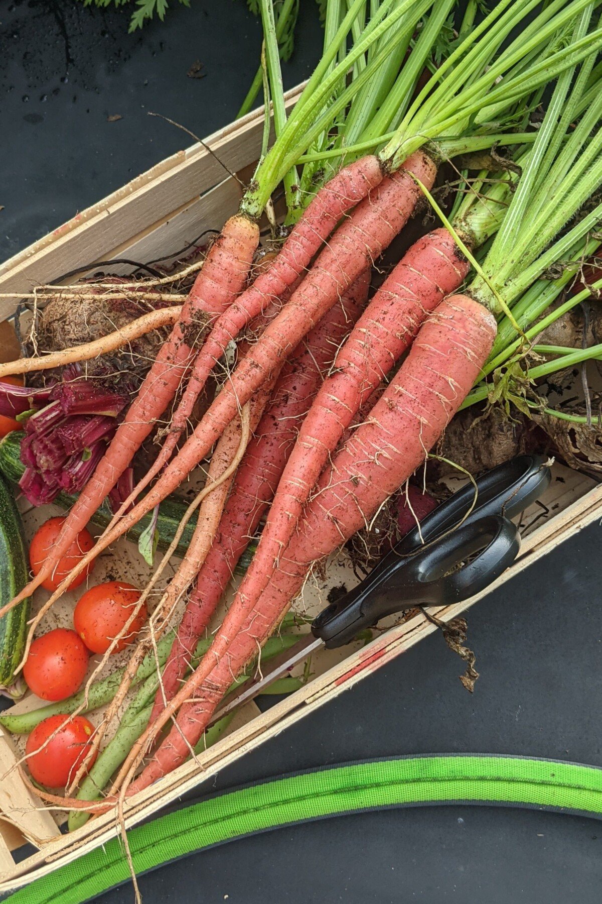 Kyoto red carrots
