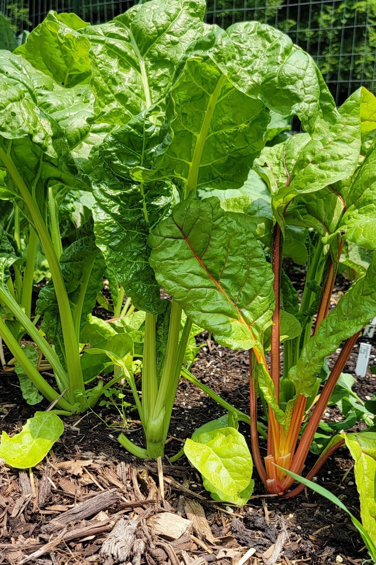 Swiss chard growing in garden