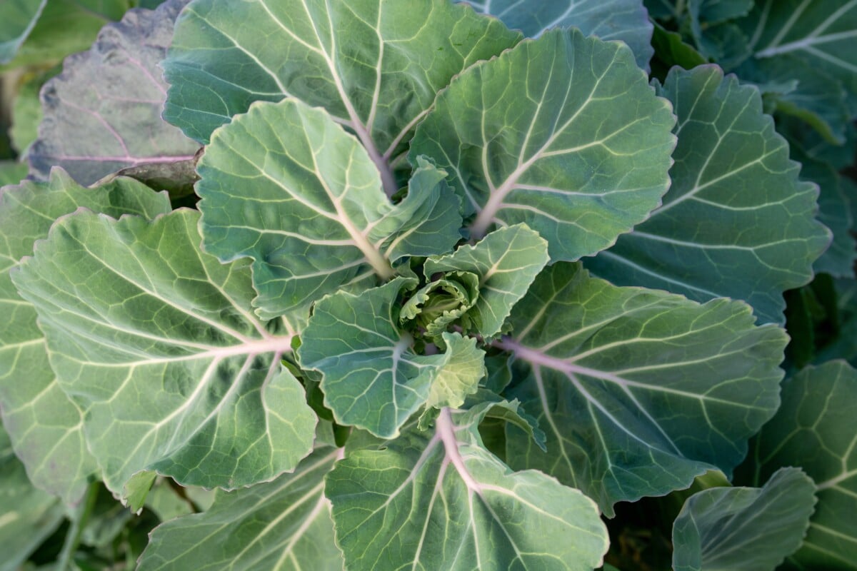 Collard green growing in garden