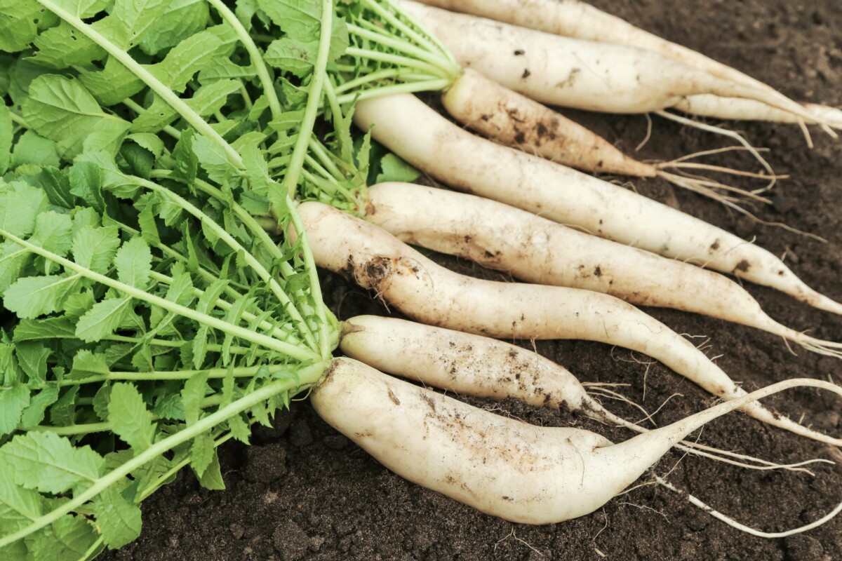 Daikon radishes