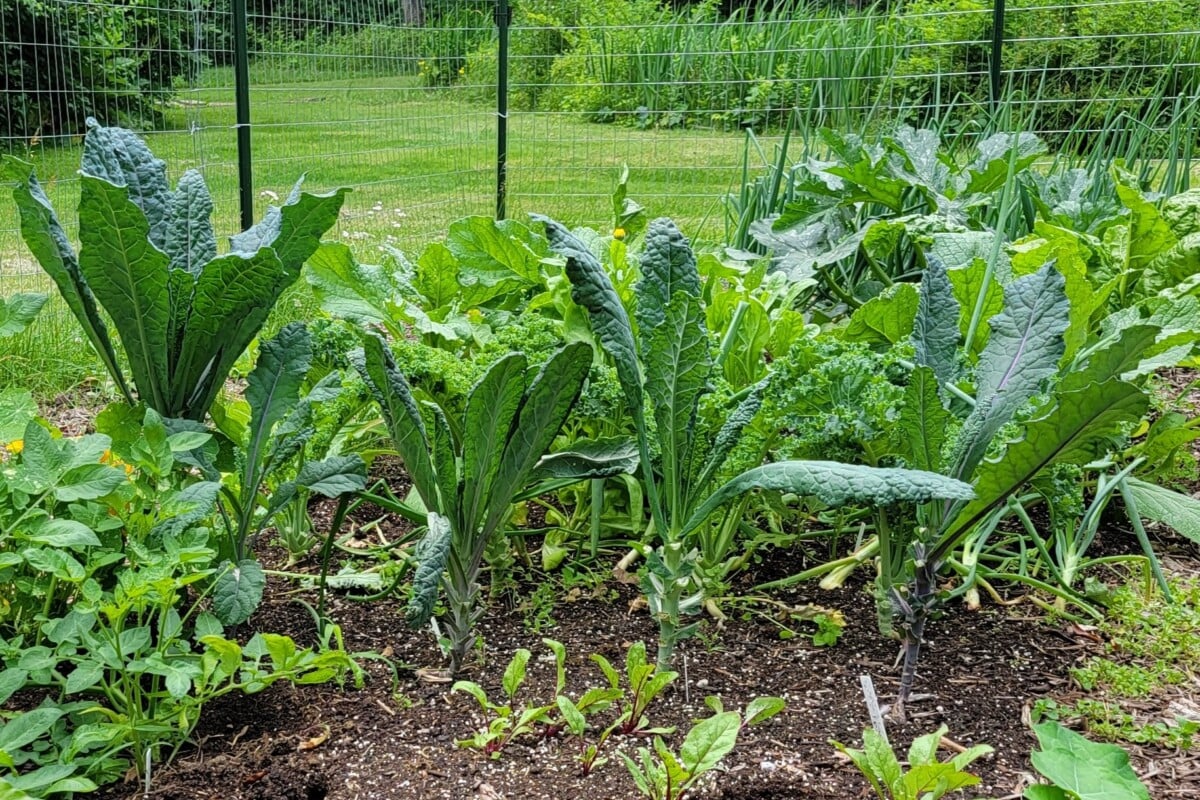 Kale growing in garden