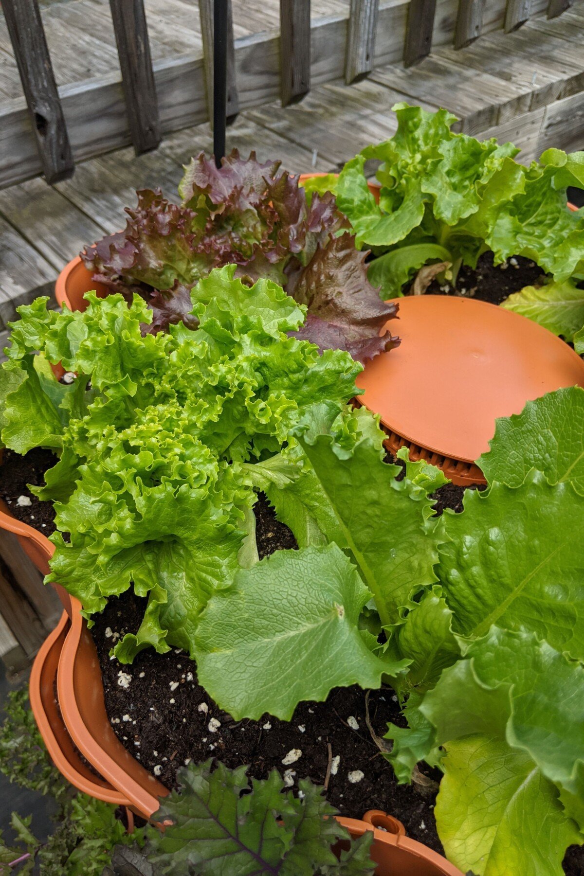 Lettuce growing in garden tower