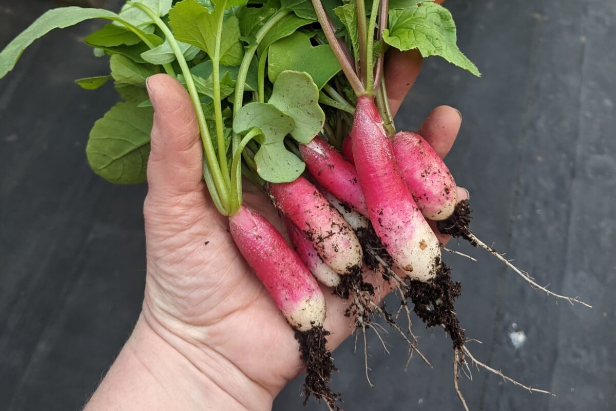 Woman's hand holding breakfast radishes