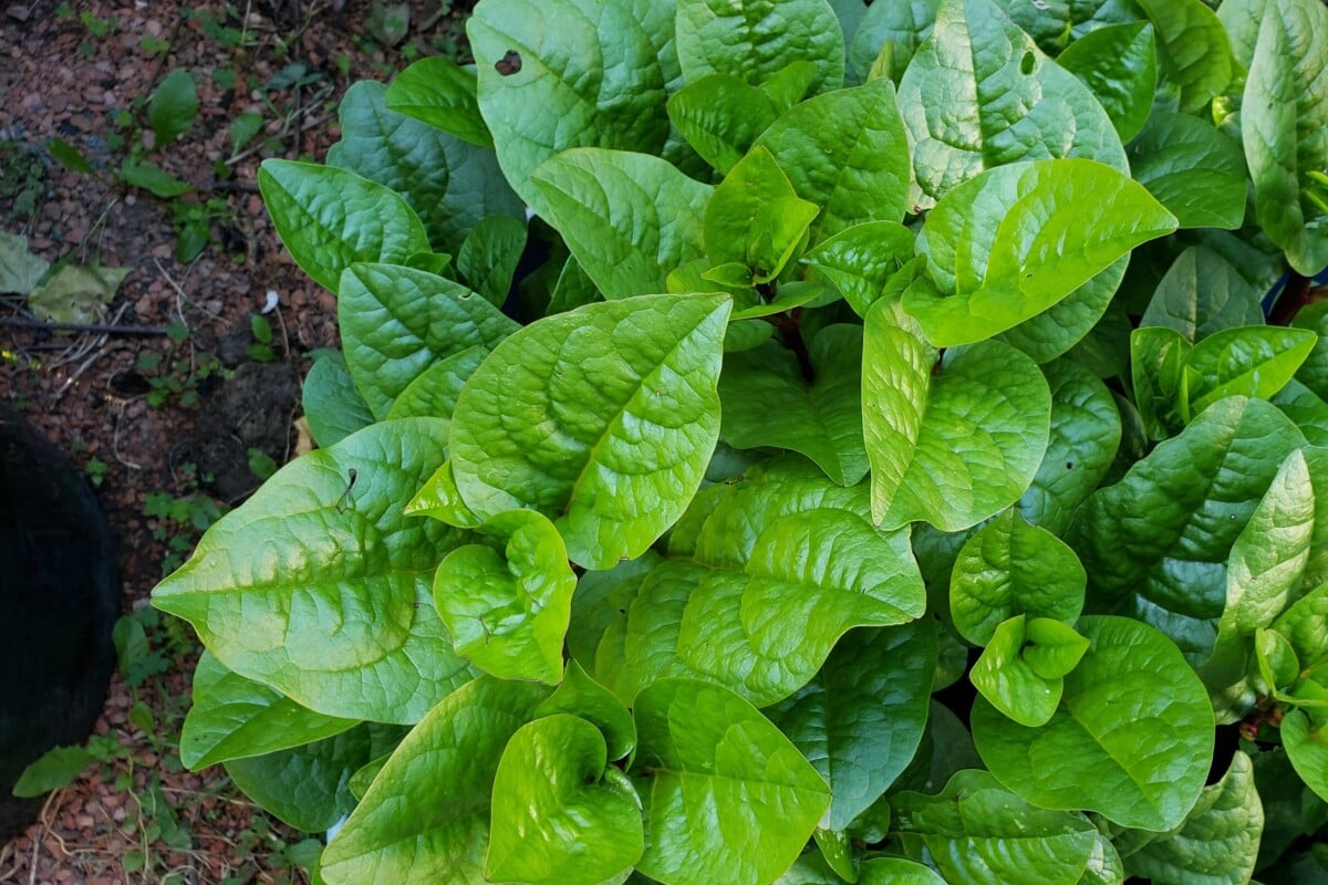 Spinach