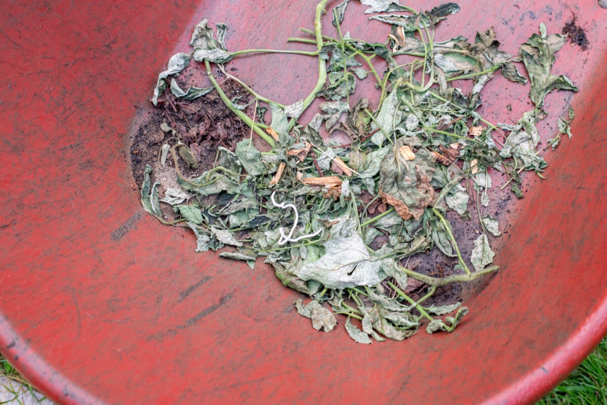 Diseased tomato leaf trimmings in a red wheelbarrow