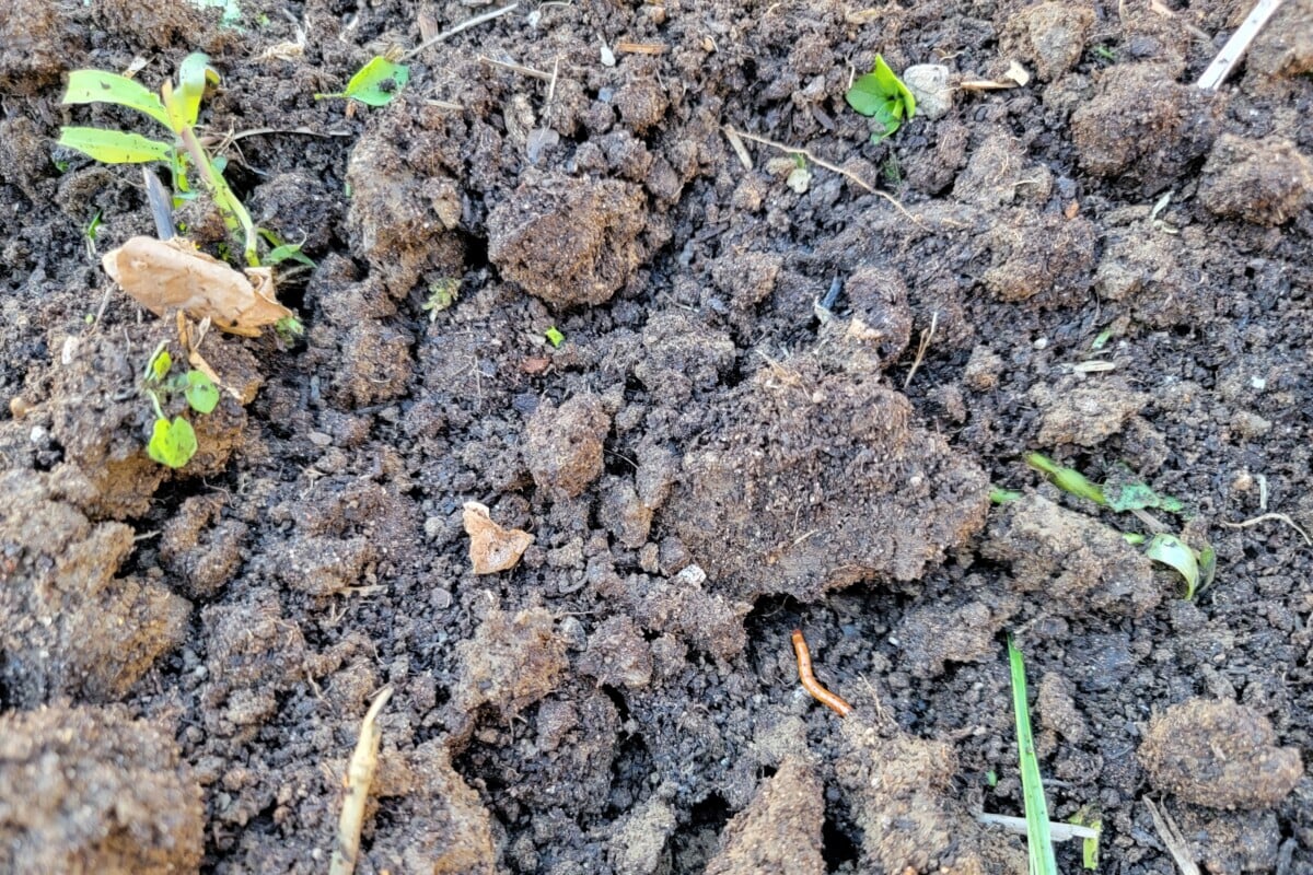 Dry, crumbly soil