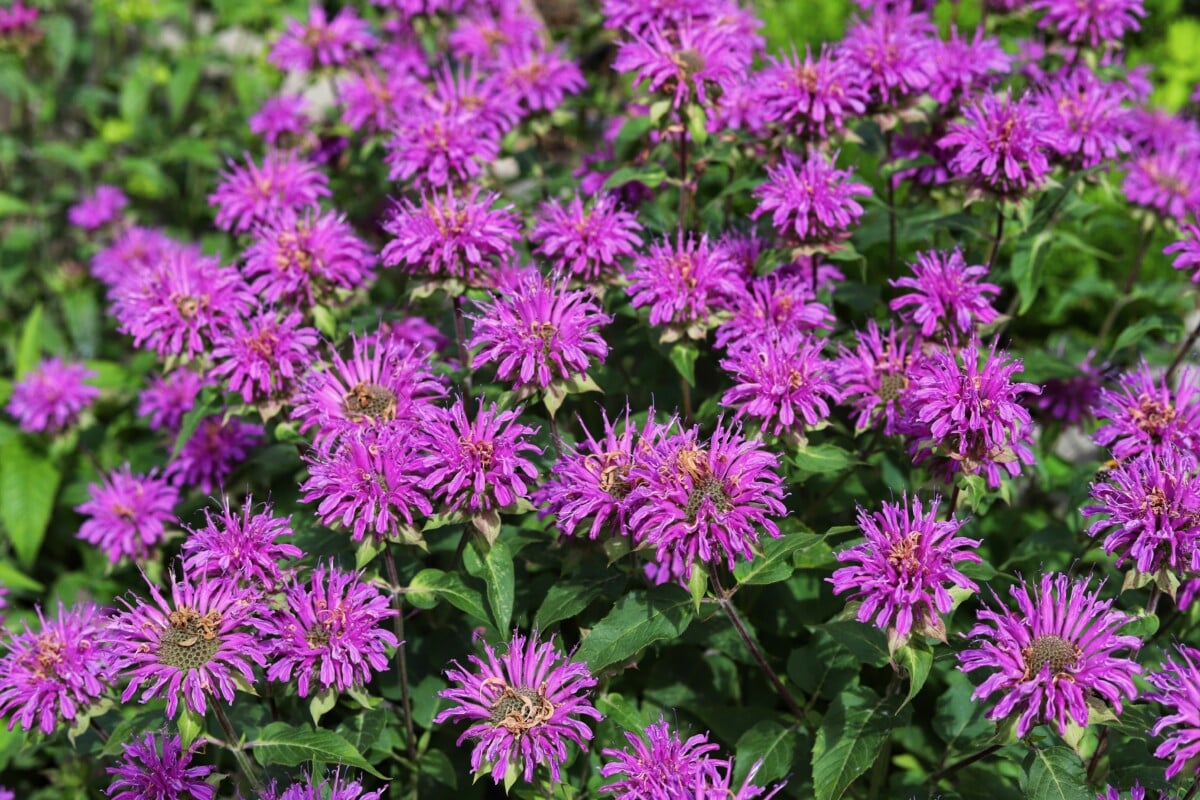 Bee balm