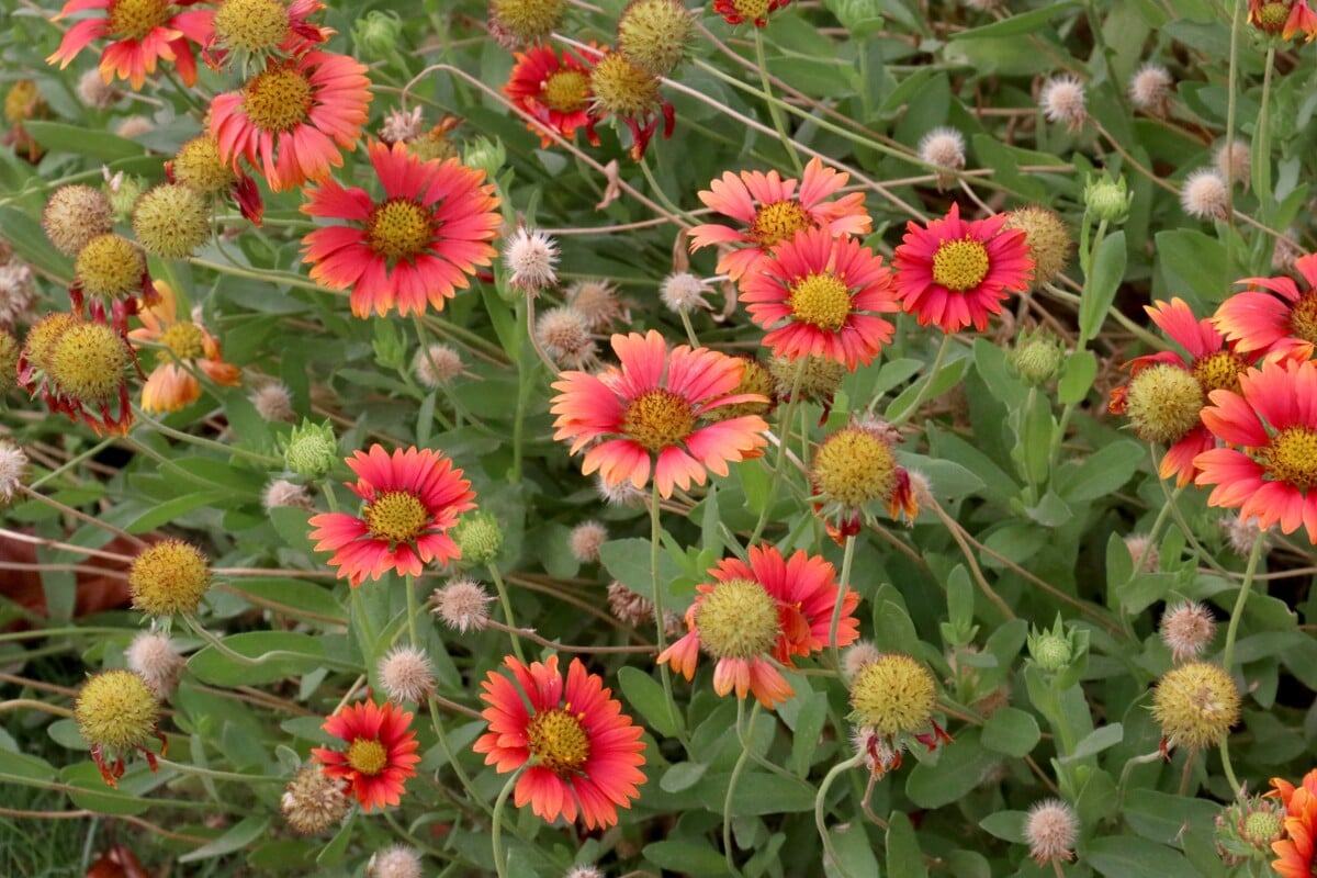 Blanket flower