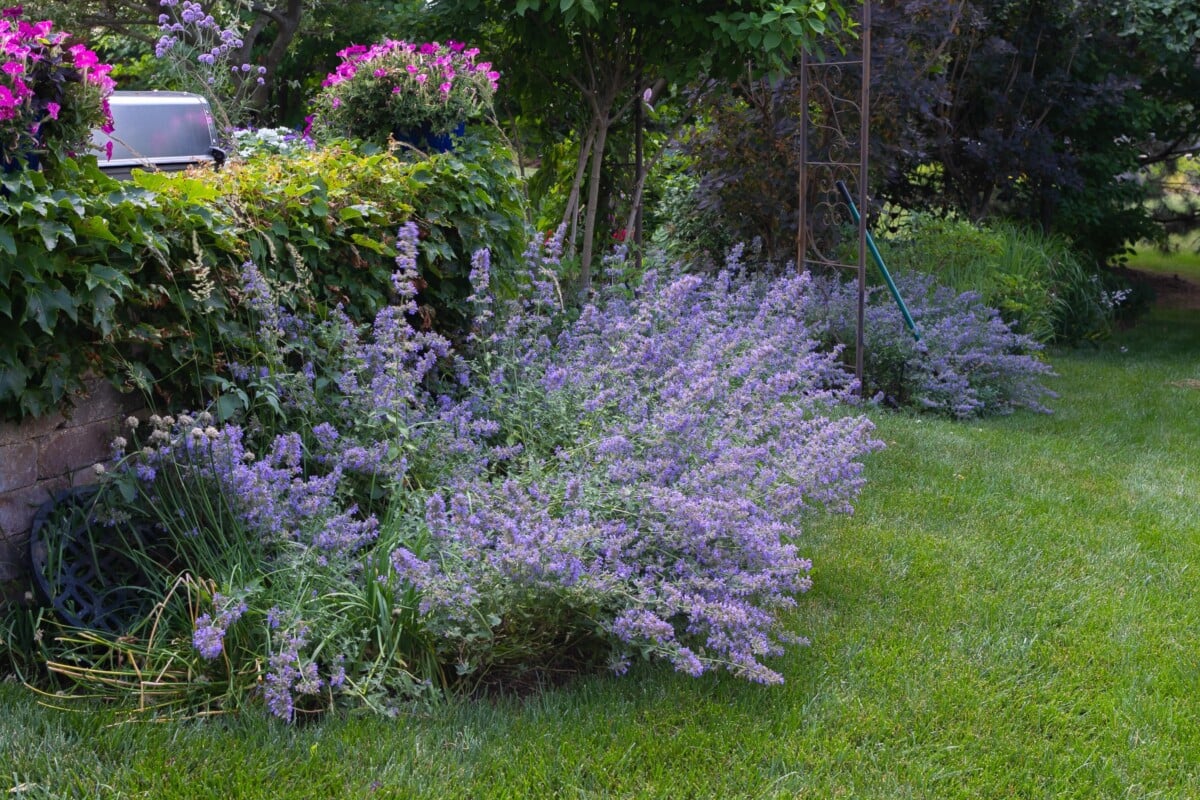 Catmint