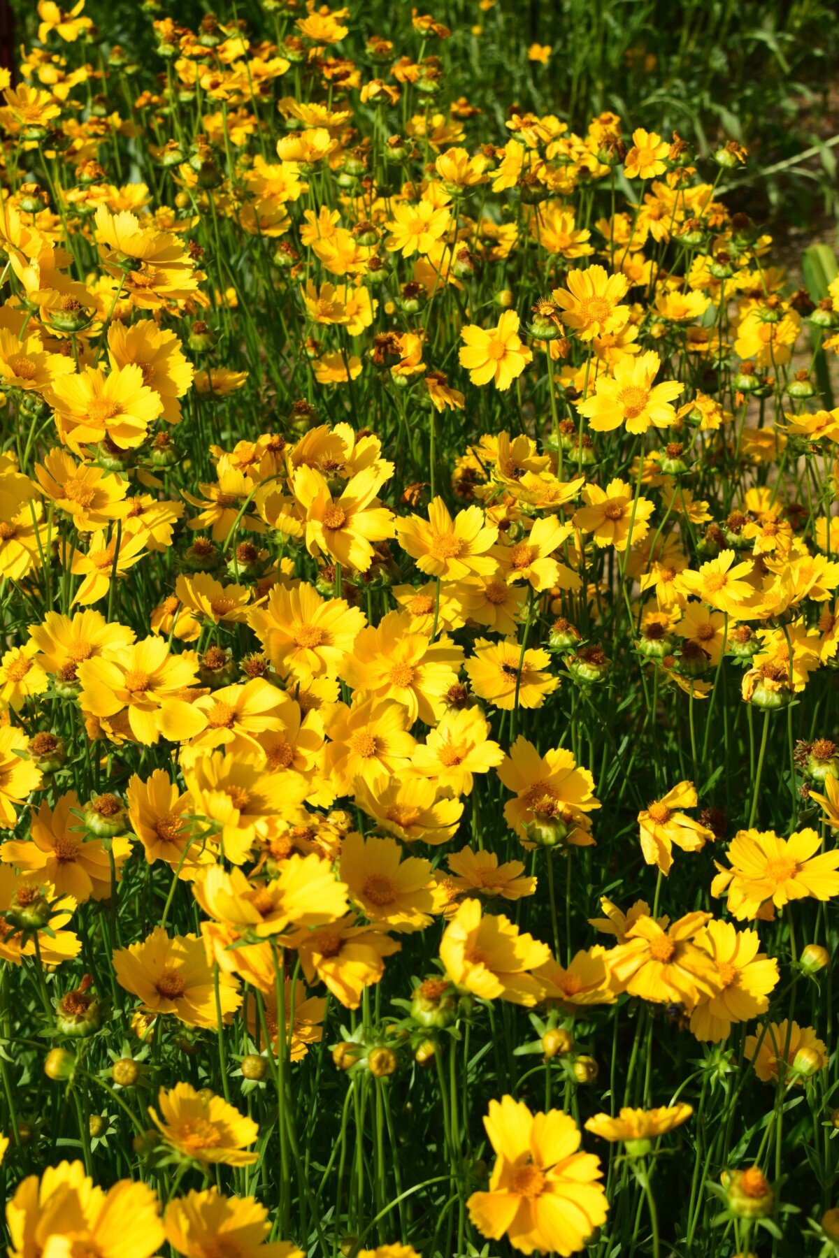 Coreopsis