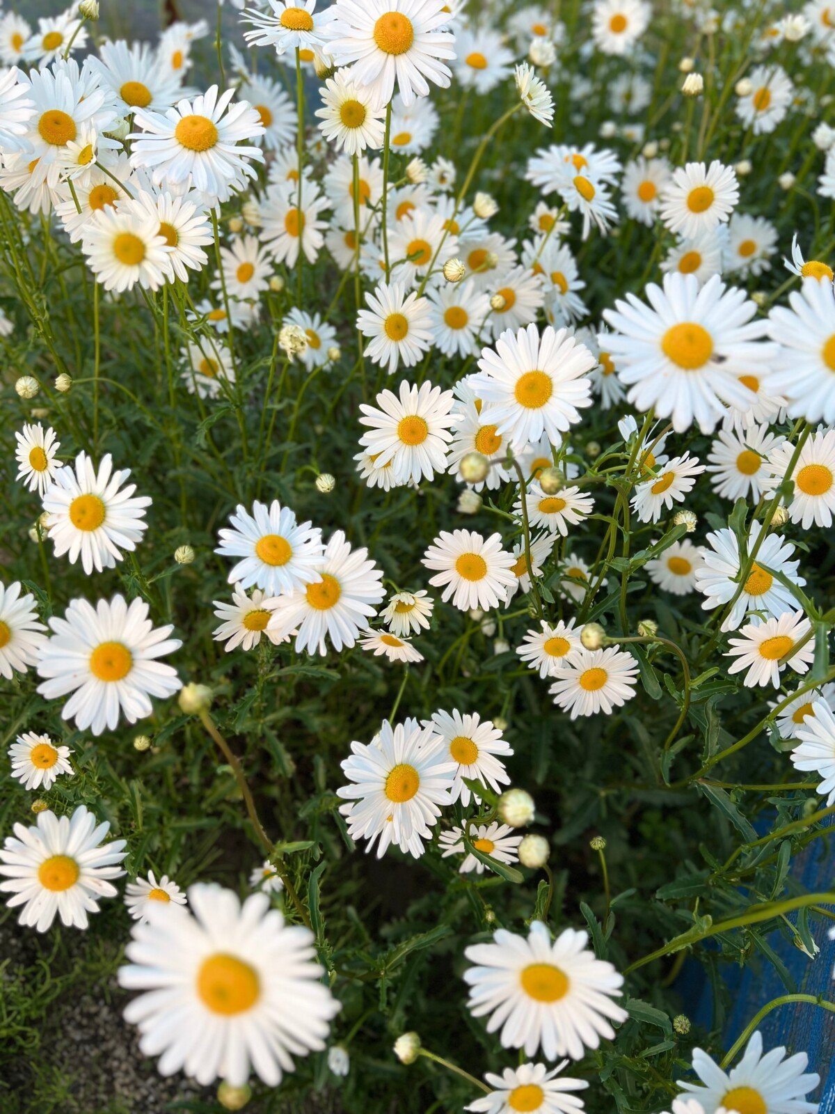 Shasta daisy