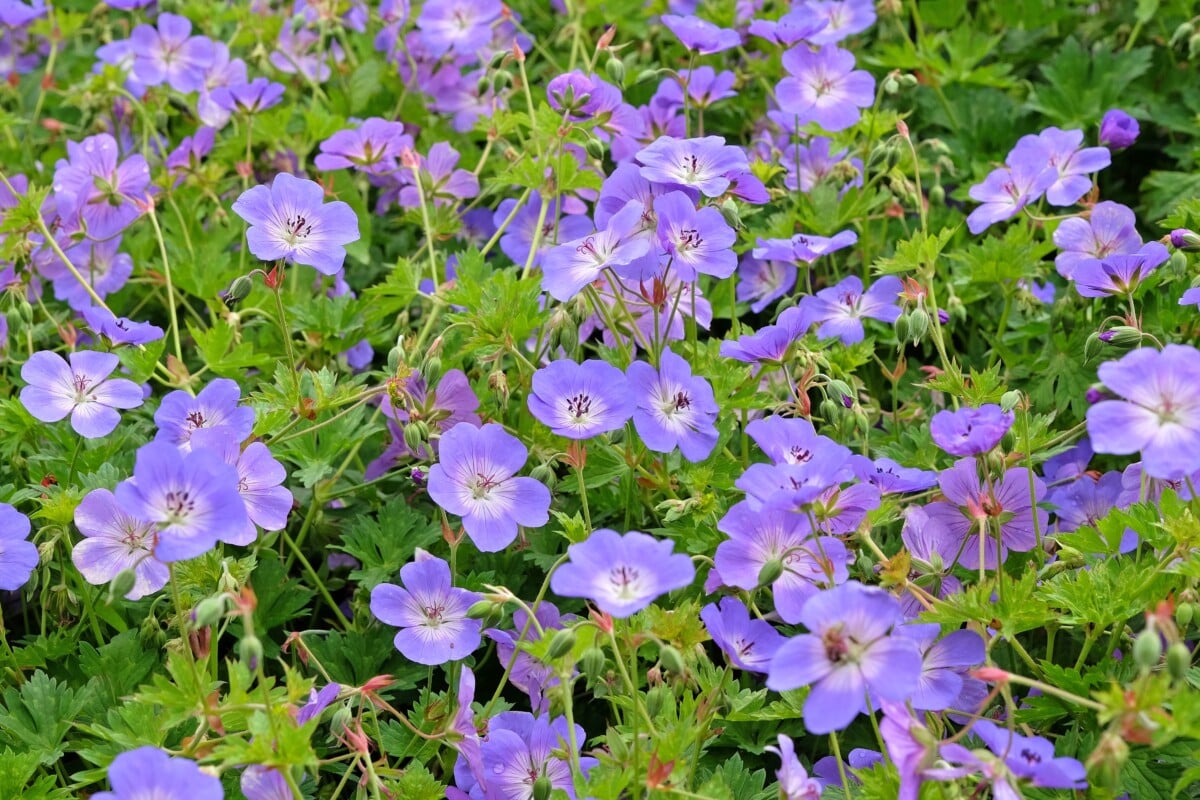 Hardy geranium