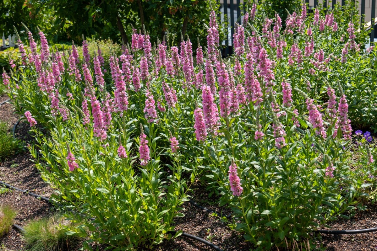 Penstemon