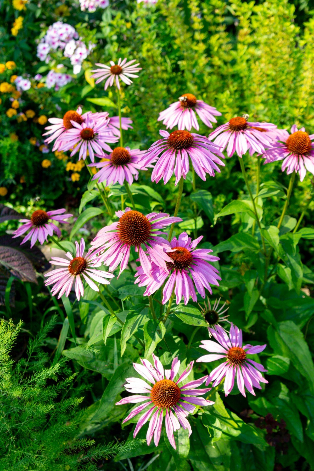 Purple coneflower