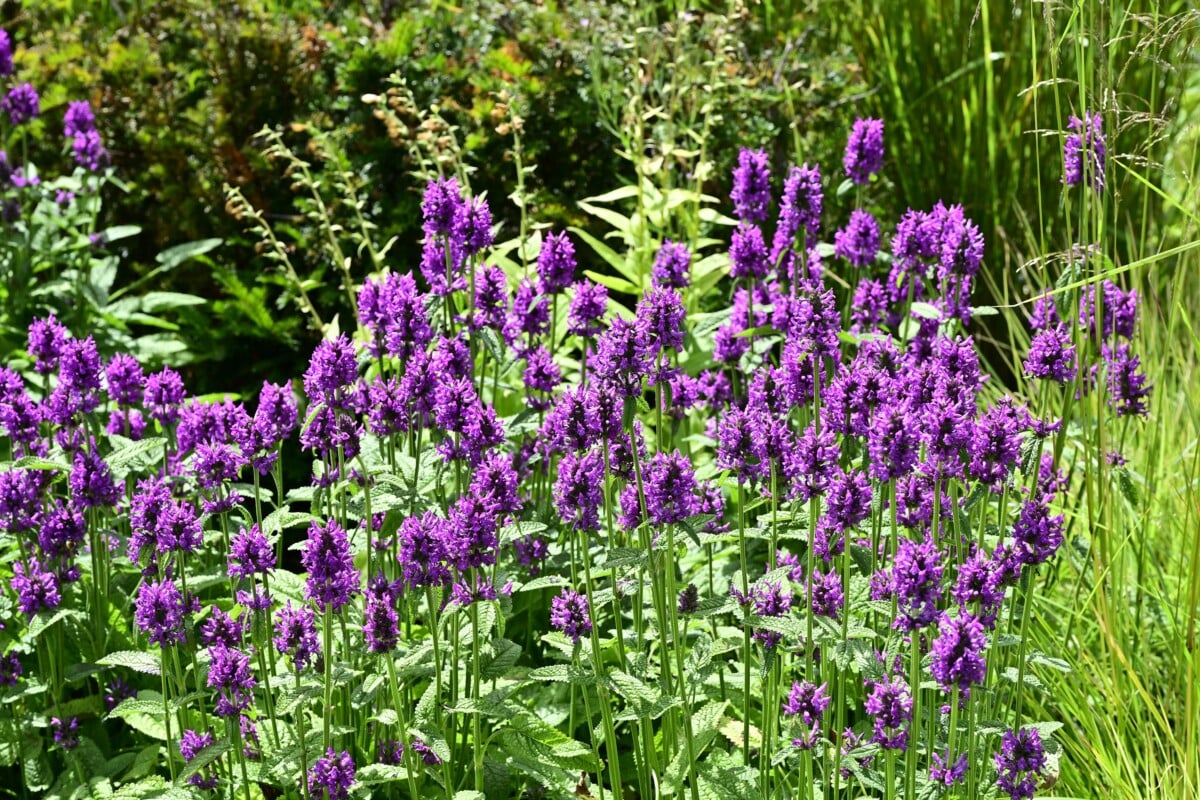 Salvia