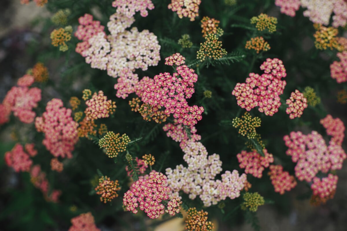 Yarrow