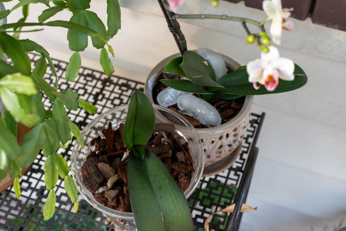 ice cubes on top of orchids