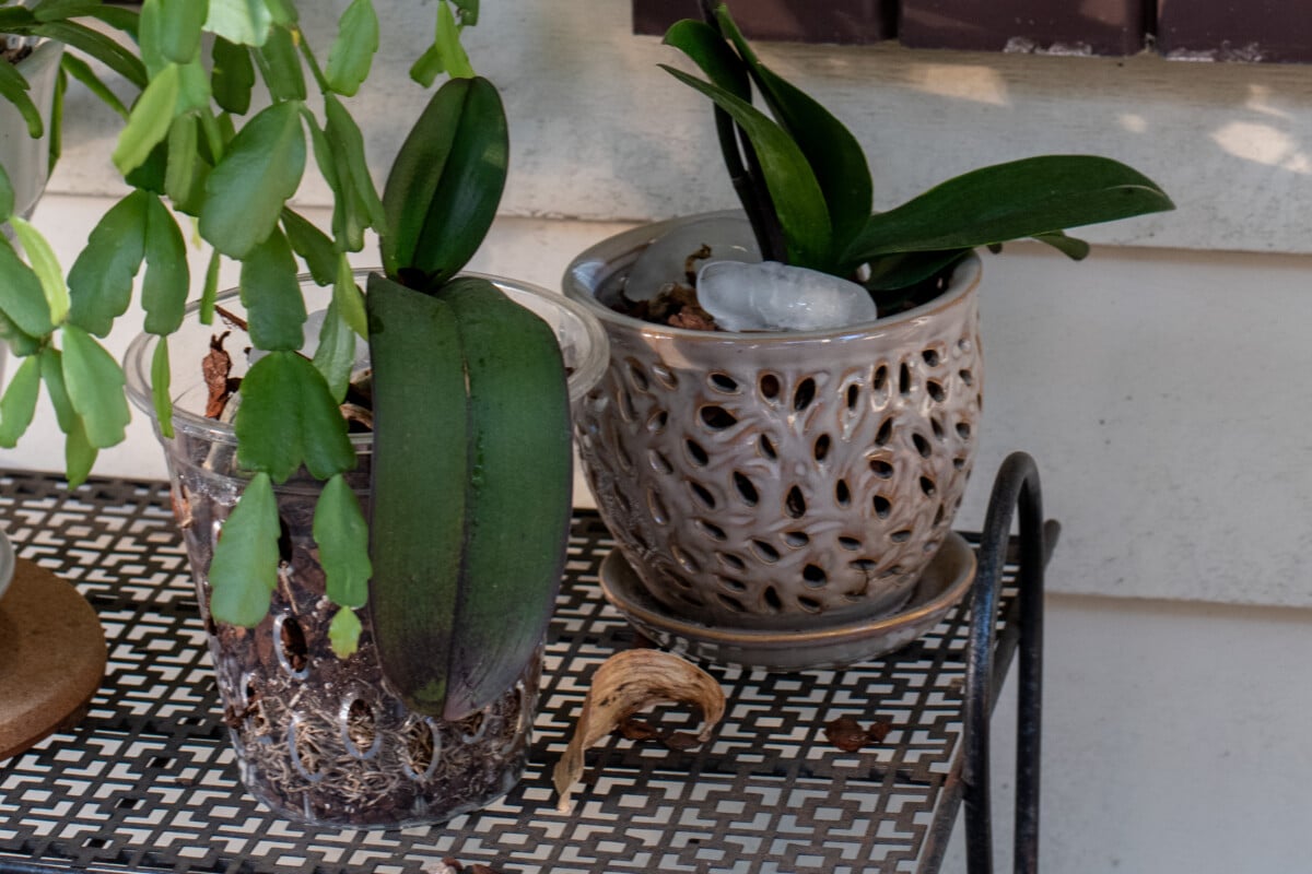 Orchid pots