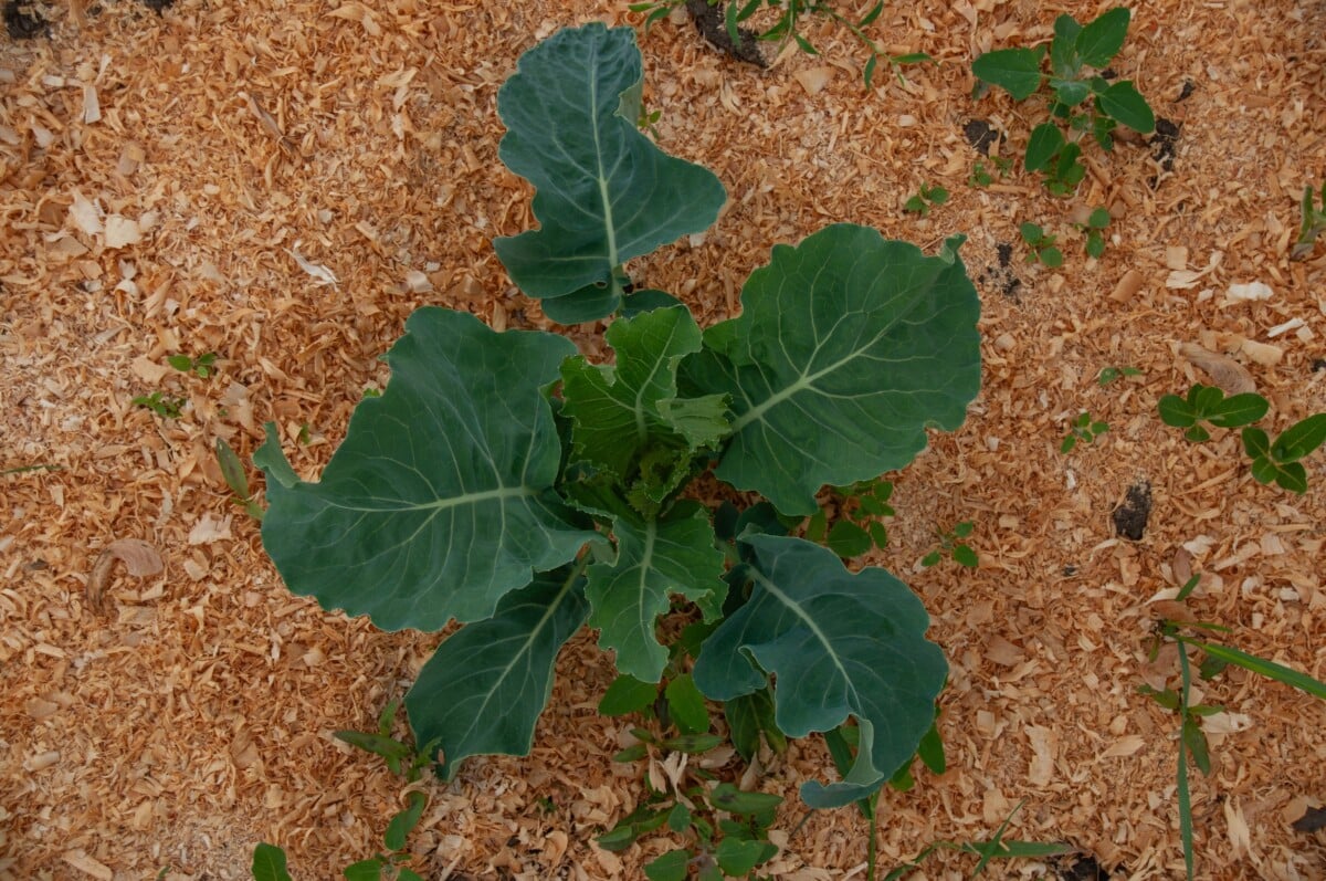Young brassica seedling