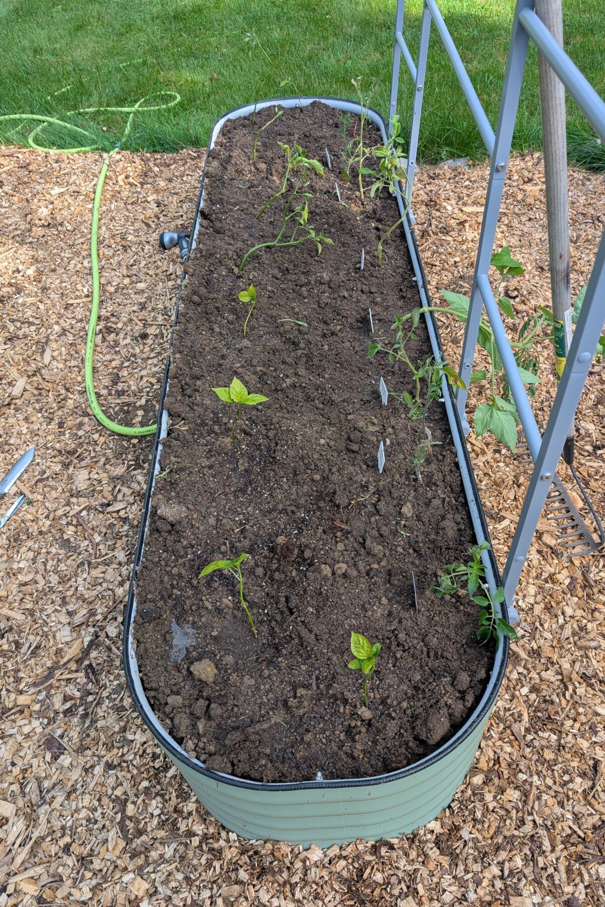 Raised bed with seedlings