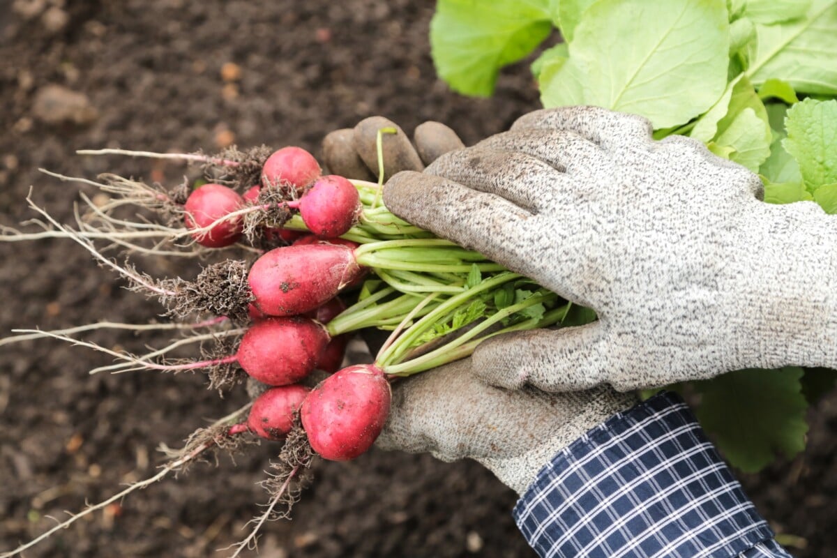 Radishes