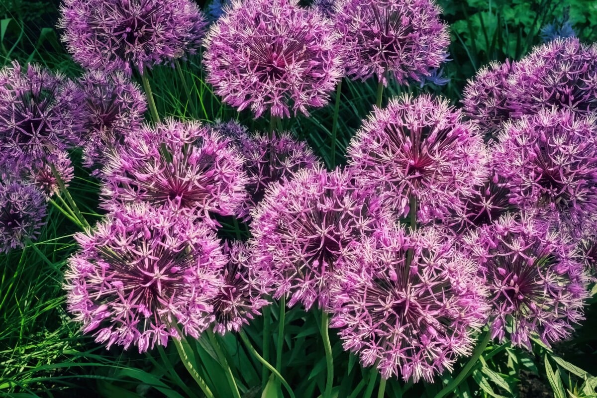 Alliums in bloom