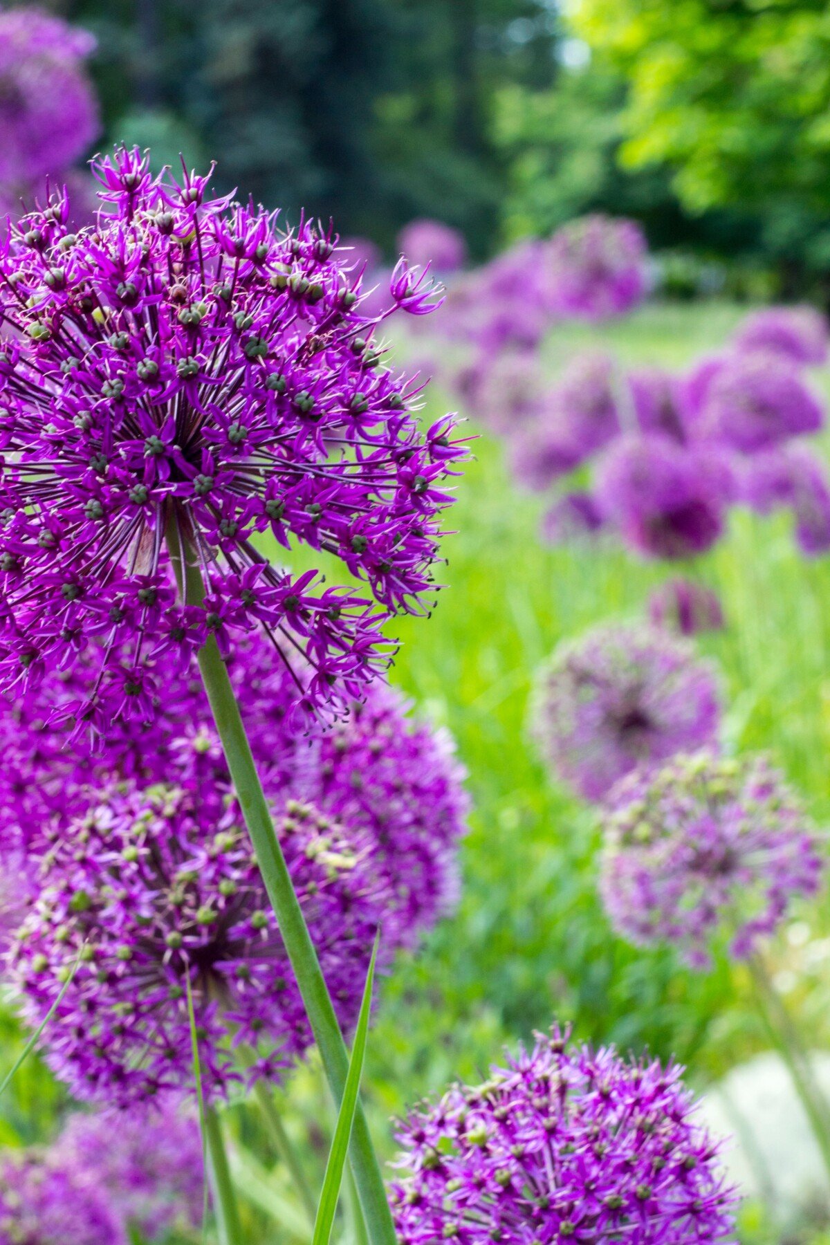 Blooming allium