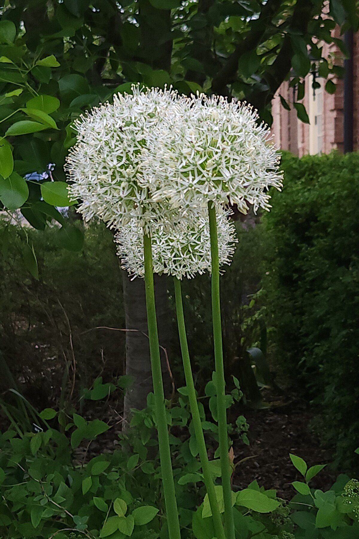 White alliums