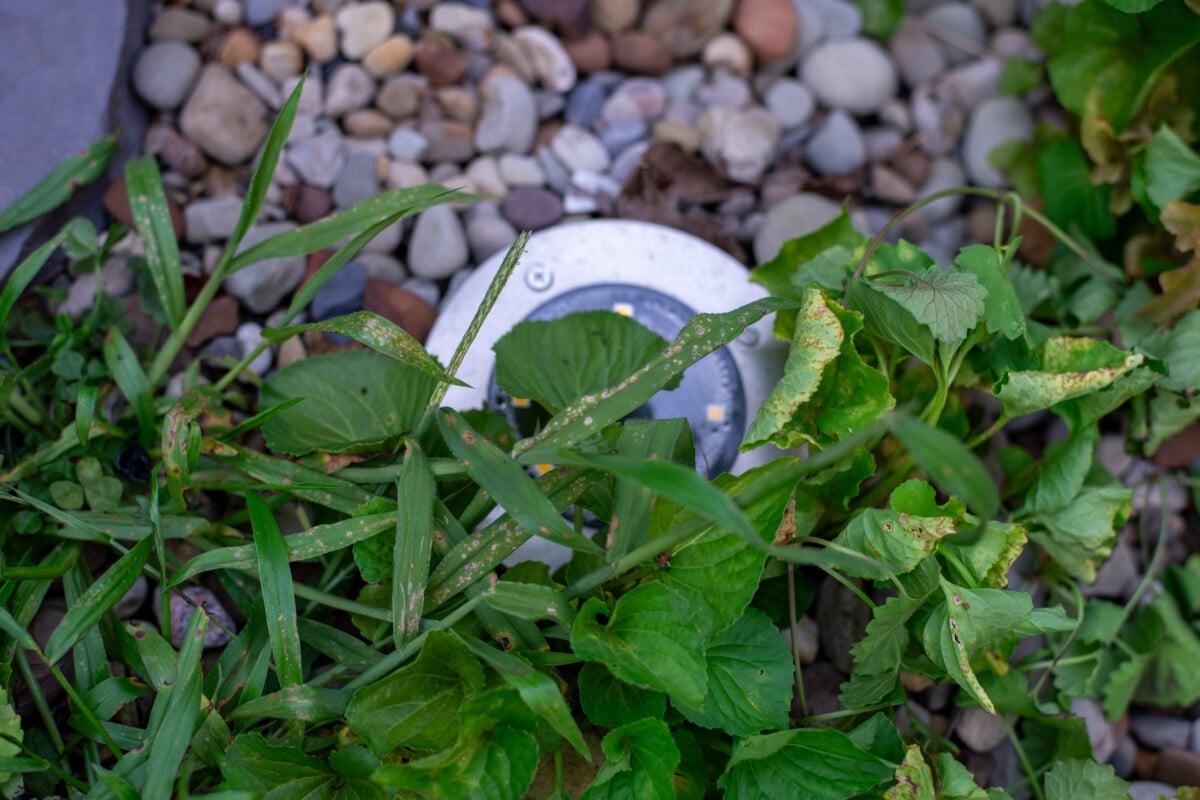 Solar powered light hidden among weeds